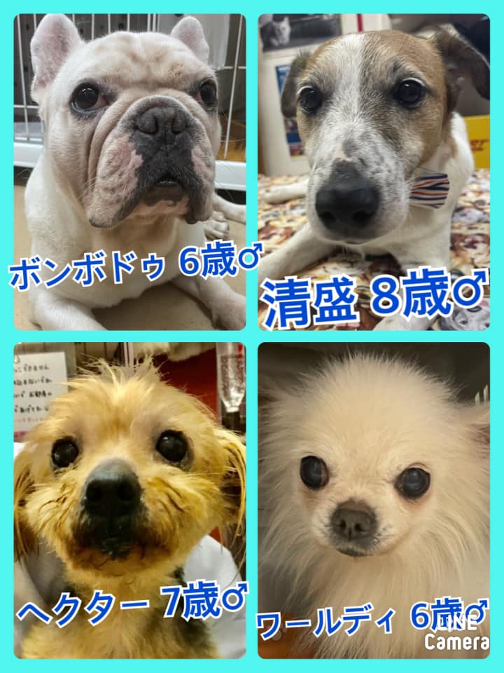 🐾今日の里親様募集中ワンコ🐶メンバーです🐾2021,4,12